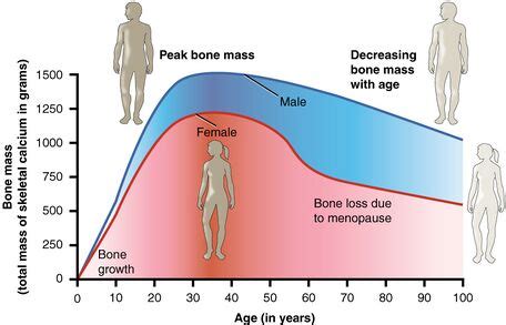 Unlock the Secrets of BMD Bone Mass: Understanding and Managing Your Bone Health