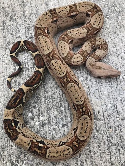 boa constrictors for sale online