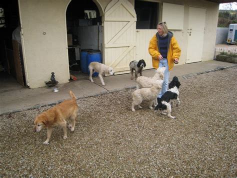 Boarding Kennels Wicklow