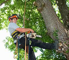 bob's tree service santa maria ca