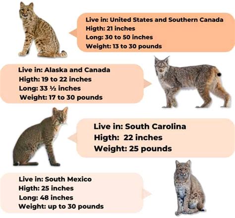 bobcat animal size and weight