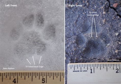 bobcat animal tracks comparison