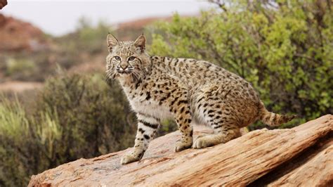 bobcat animals disney