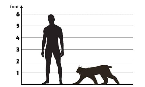 bobcat compared to human