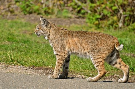 bobcat images animal