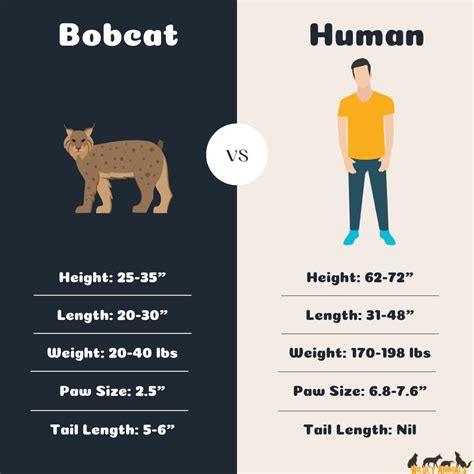 bobcat size compared to human