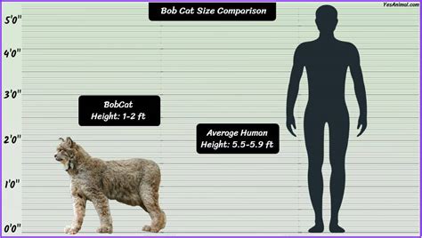 bobcat size comparison to human