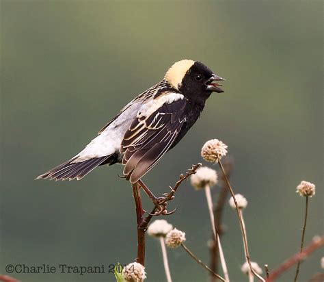 Bobolink Place