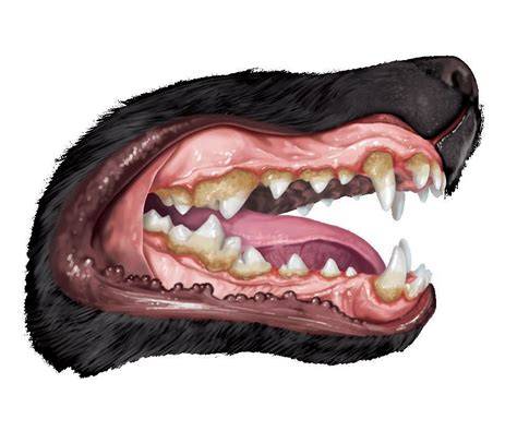 macro closedup photo of dog with open mouth teeth Image Free Stock Photo