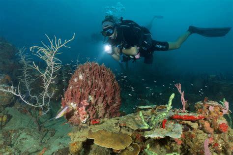 bocas del toro diving