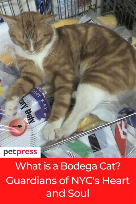 bodega cat