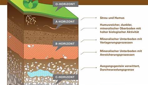 Boden Zusammensetzung Waldboden