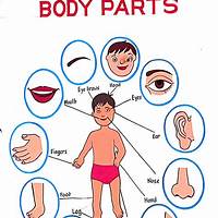 Body Parts Diagram