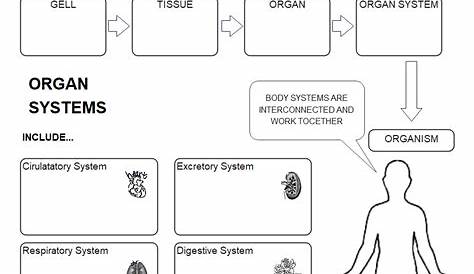 Body System Graphic Organizer Answers