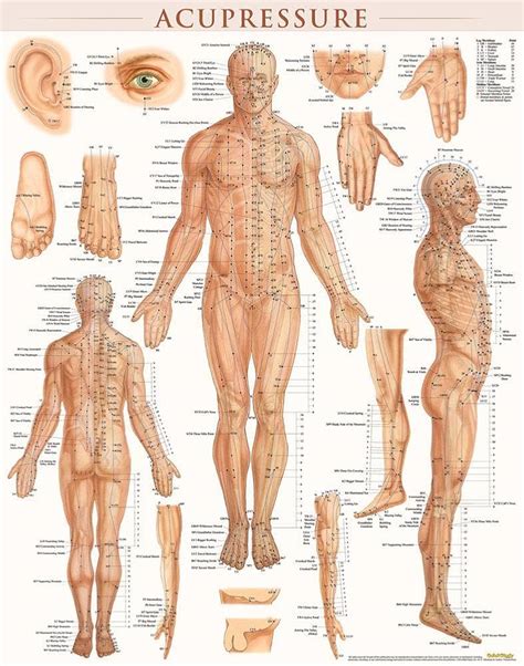 Unlock the Power of Body Acupressure Points: Discover 5 Key Areas for Instant Relief and Wellness