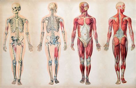 Body Anatomy Systems