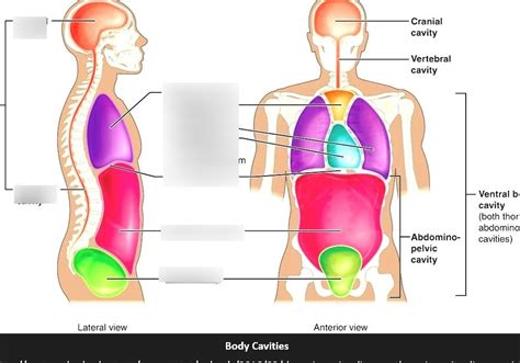 body cavities and anatomical terms
