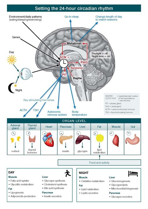 Body Clock And Brain Function