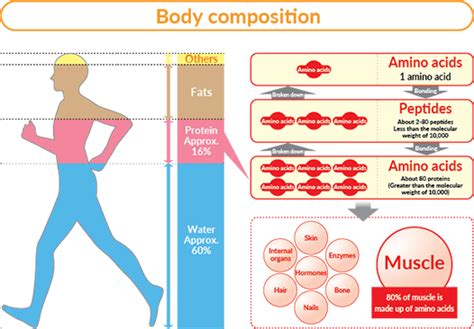 Body Composition Protein