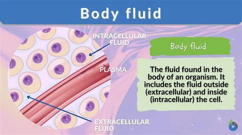 Understanding Body Fluids and Their Crucial Role in Human Health