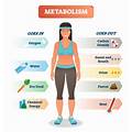body metabolism