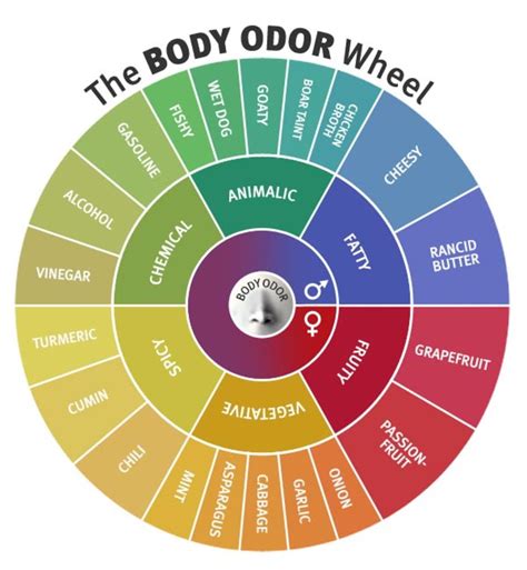 Body Odor Smells Like Celery