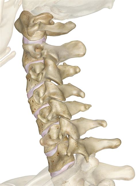 body of cervical vertebrae