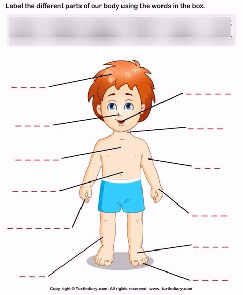 Body Parts In Spanish Quizlet Printables