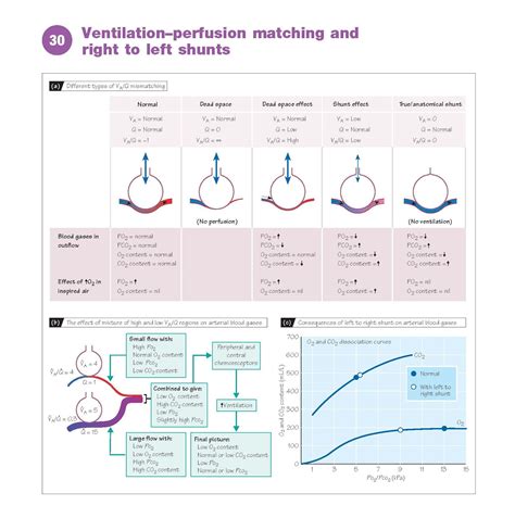 Body Position On Ventilation/Perfusion Matching