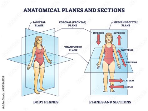 body sections and planes