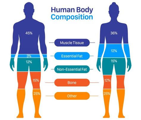 同じ体重でも筋肉量と体脂肪率で見た目が変わるイメージ