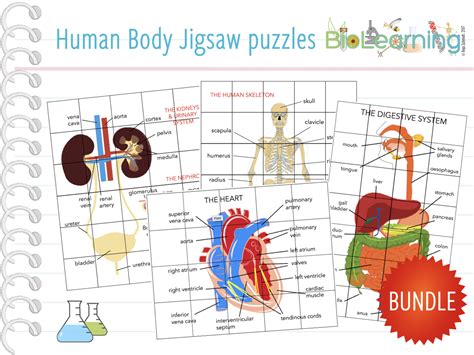 Body Systems Jigsaw Activity