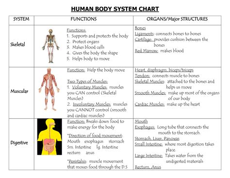 Body Systems Structure And Function
