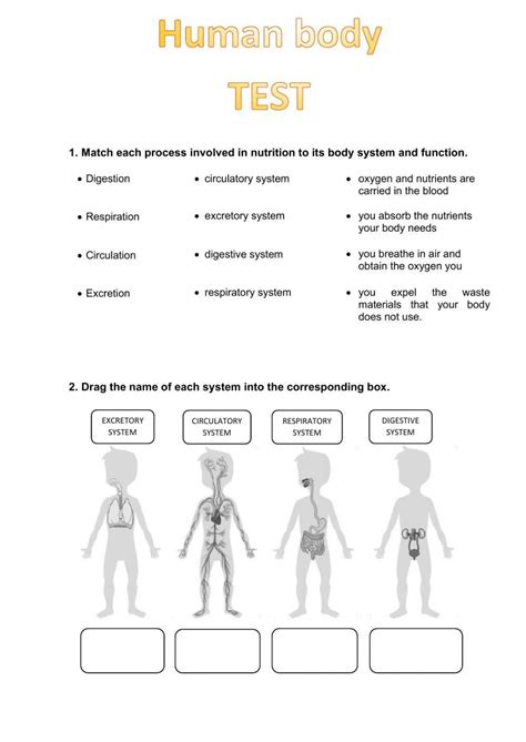 Body Systems Test Year 8