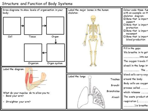 Body Systems Year 7