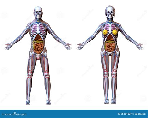 body visualizercom female