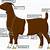 boer goat clipping chart