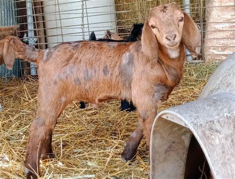 boer buck goats for sale near me cheap