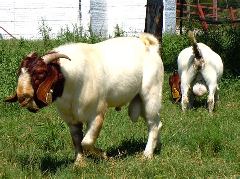 boer goat buck breeding age