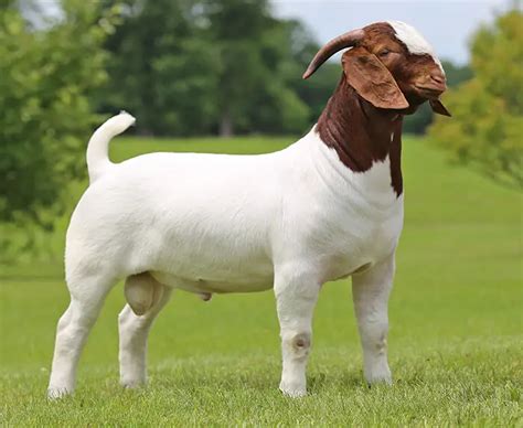 boer goat lifespan