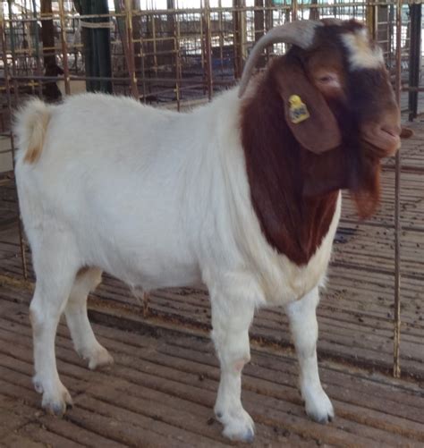 boer goat quick stats