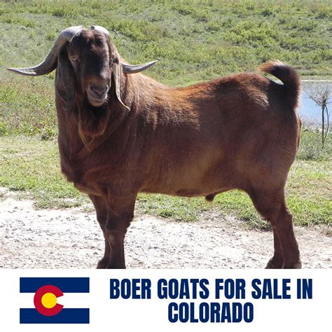 boer goats for sale in colorado