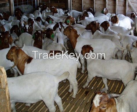 boer goats for sale in kenya