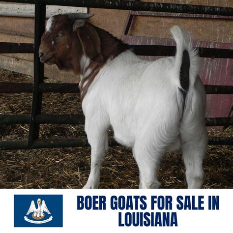 boer goats for sale in louisiana