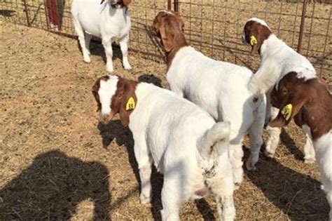 boer goats for sale in northern cape