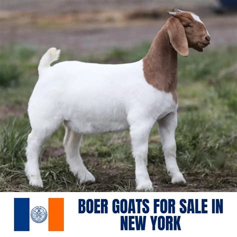 boer goats for sale in ny