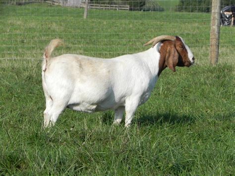 boer goats for sale kentucky