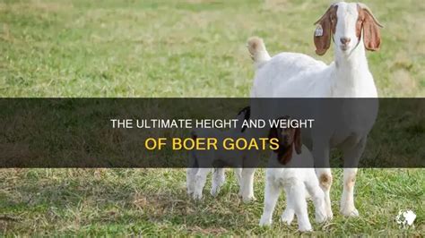 Boer Goats Height