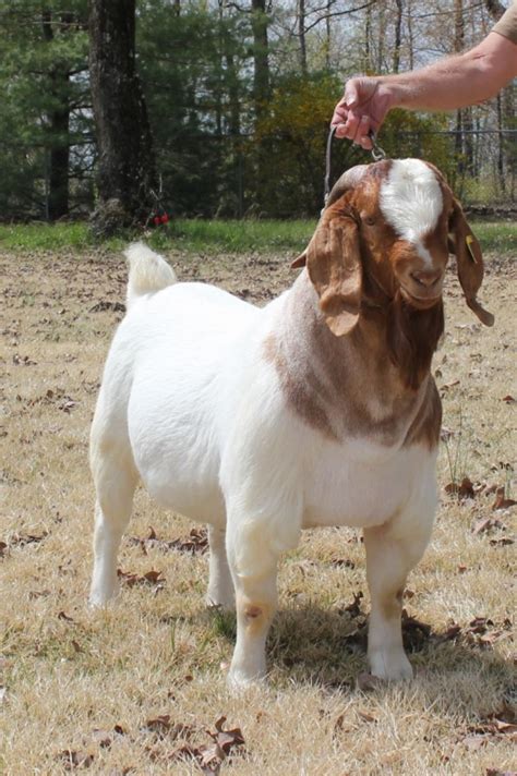boer show goats for sale near me