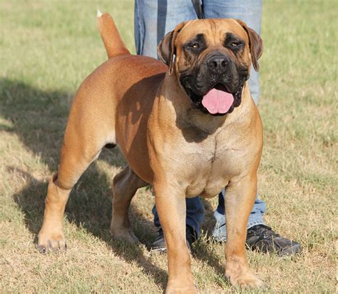 boerboel puppies for sale in texas